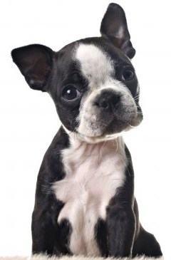 Boston Terrier