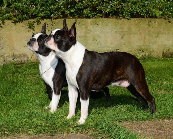 Two Boston Terriers are standing in the grass