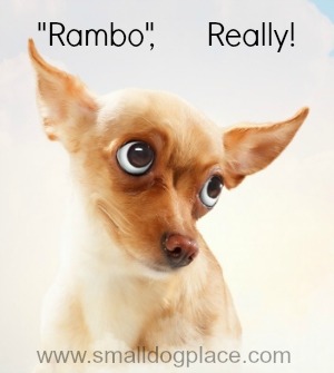 Boy Puppy Names Beginning with Q-R