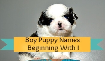Boy puppy names beginning with I