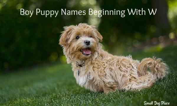 Boy Puppy Names Beginning with W