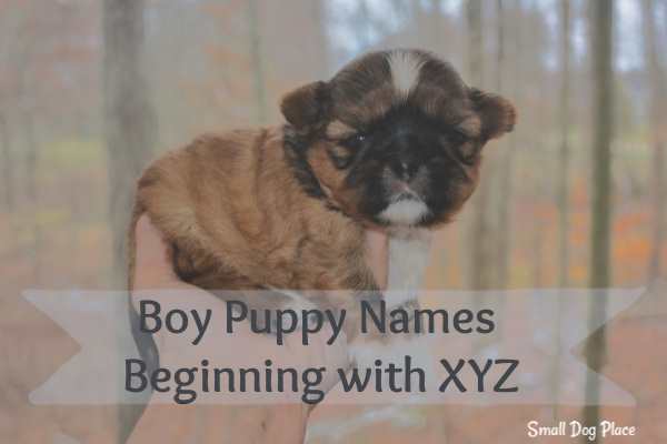 Boy Puppy Names Beginning with XYZ