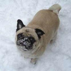 Brachycephalic Syndrome