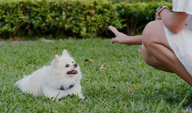The game of hide-and-seek should start with your dog in a sit stay position, but if it is easier for him, you can also do a down stay. The game of hide-and-seek should start with your dog in a sit stay position, but if it is easier for him, you can also do a down stay.