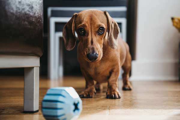 You can teach your dog to find a treat or a toy in a hidden place.