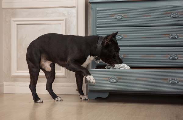 Play a game of Hot and Cold with your dog Play a game of Hot and Cold with your dog