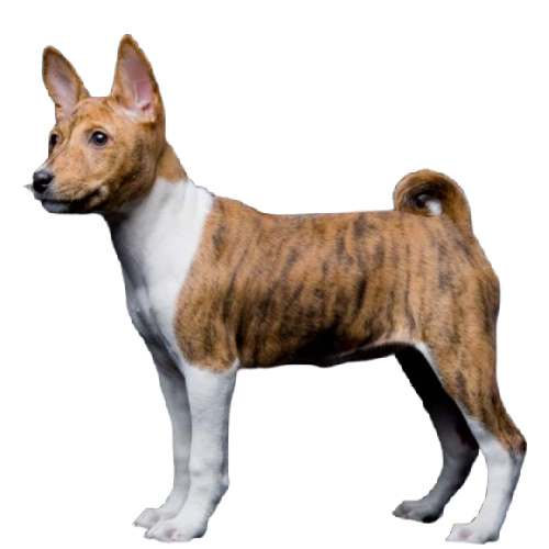 A brindle and white Basenji in front of a white background A brindle and white Basenji in front of a white background
