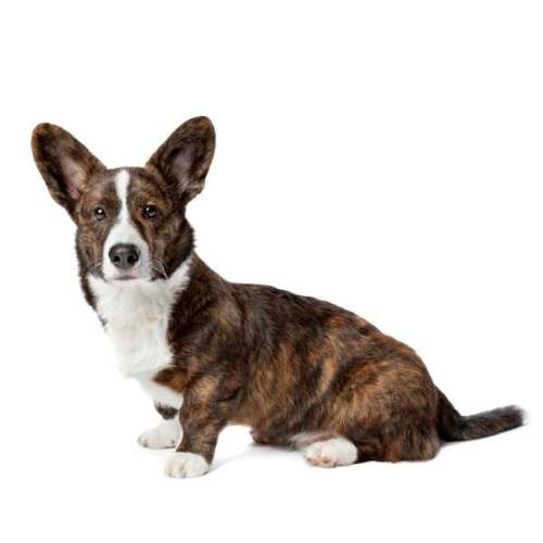 A brindle and white Cardigan Welsh Corgi in front of a white background