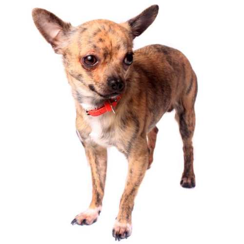 A brindle chihuahua in front of a white background