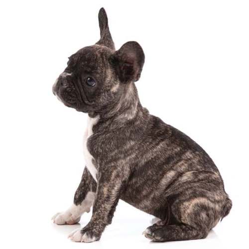 A brindle and white French Bulldog in front of a white background