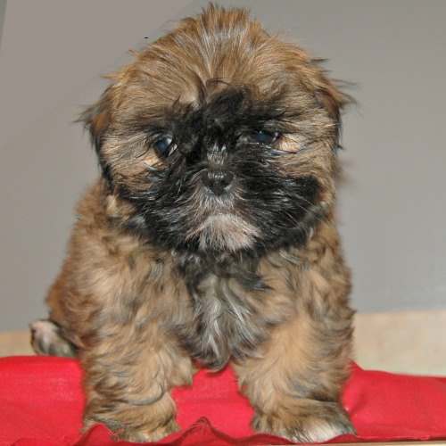 Brindle colored young Shih Tzu puppy
