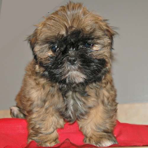 Brindle colored young Shih Tzu puppy Brindle colored young Shih Tzu puppy