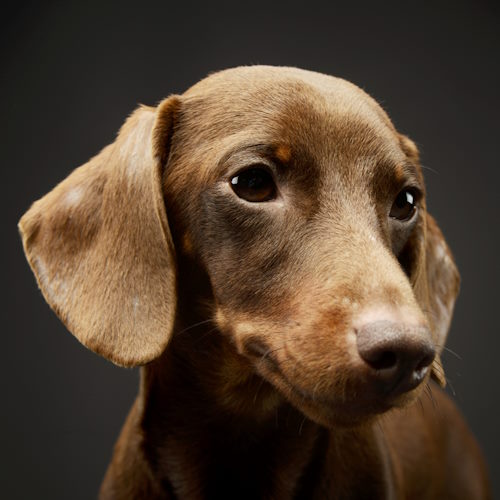 a brown dachshund is in front of a dark background