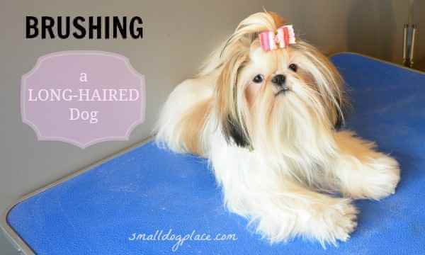 A long-haired puppy is getting ready to be brushed.