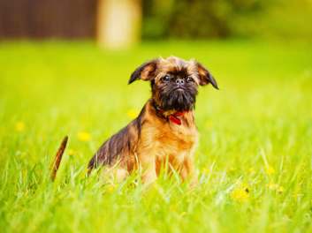 Brussels Griffon