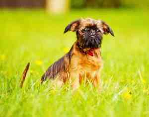 Brussels Griffon:  Lively, sensitive, Good with other dogs,  Moderate Grooming Requirements