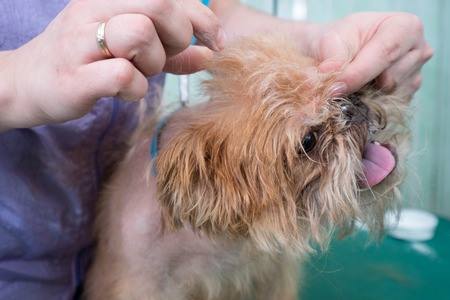 A small dog is being groomed by a professional groomer.