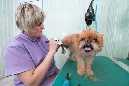 Brushing the Brussels Griffon using a pin brush.