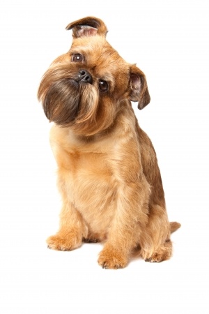 The Smooth Coated Brussels Griffon Dog