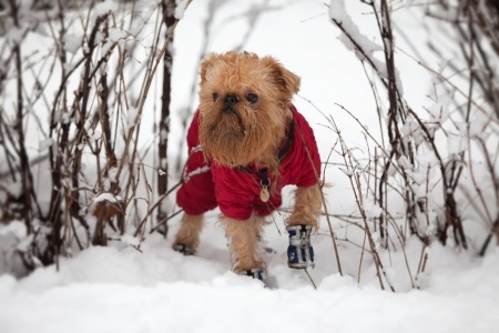 Dog Names Inspired by Winter