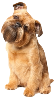 Brussels Griffon