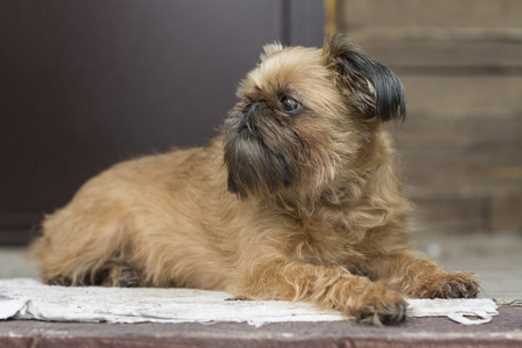 History of the Brussels Griffon