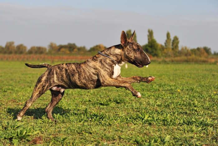 Miniature Bull Terrier with a brindle coat