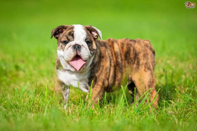 Young English Bulldog standing on the grass