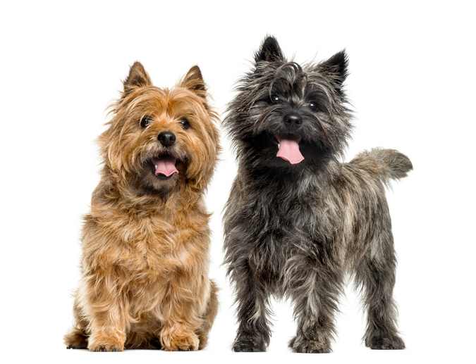 Two Cairn terriers are standing in front of a white background looking at the camera.