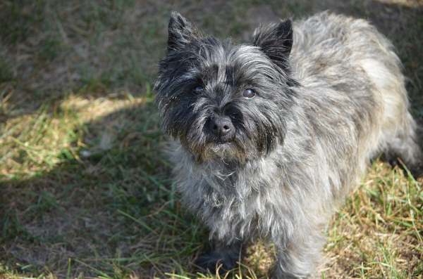 A silver brindle Cairn Terrier looking into the camera.