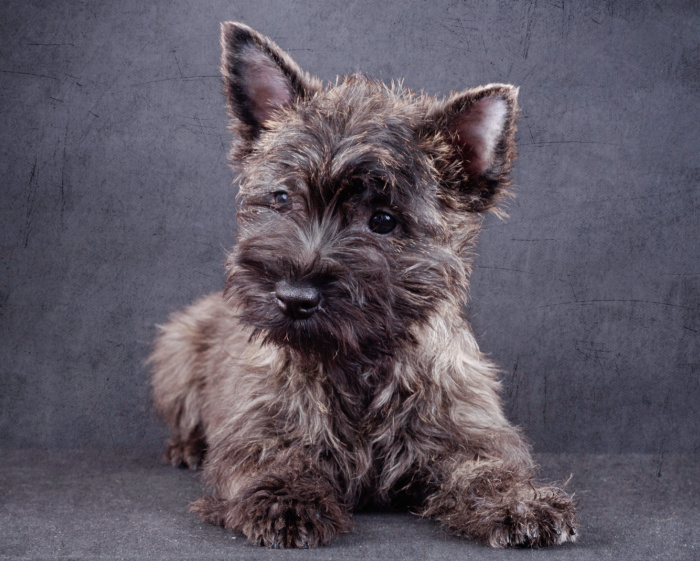 Carin Terrier with a brindle coat