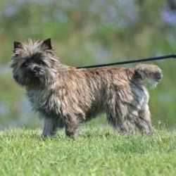Cairn Terrier
