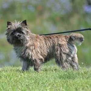 Cairn Terrier in the grass