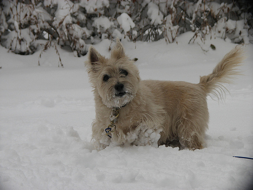 Cairn Terrier enjoying the snow. Cairn Terrier Enjoying the Snow.