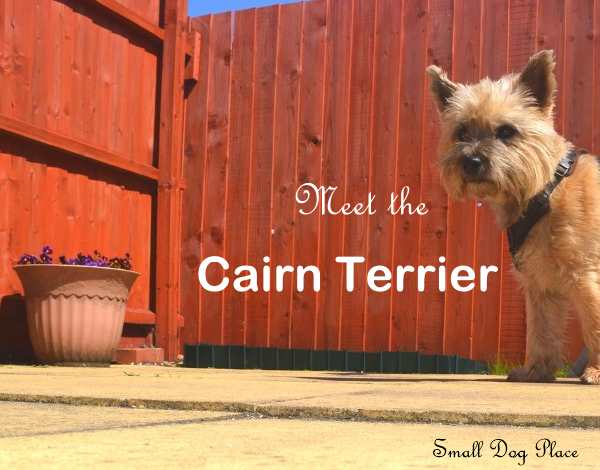 A red wheaten Cairn Terrier is standing in front of a red fence.