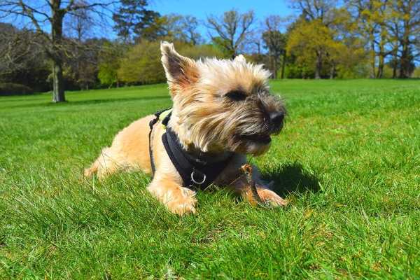 A young Cairn Terrier is laying on the ground