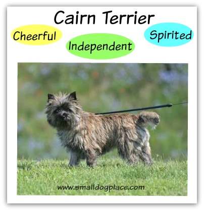 Cairn Terrier Breed Information Cairn Terrier Breed Information