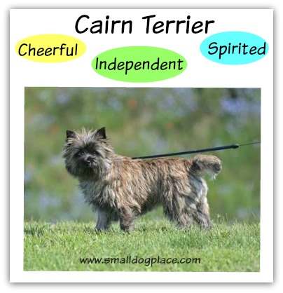 Cairn Terrier:  Cheerful, Independent, Spirited