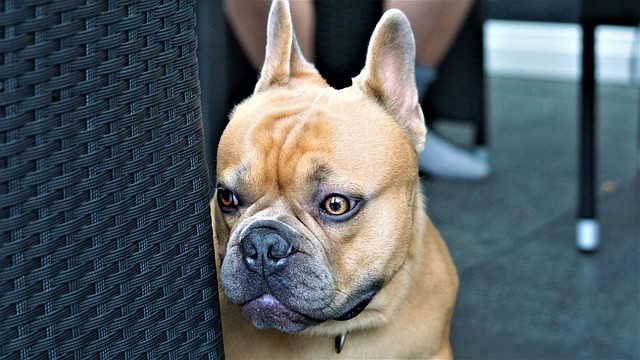 French bulldog is looking anxious