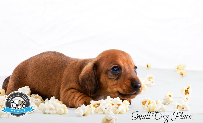Brown Dog lying next to popcorn