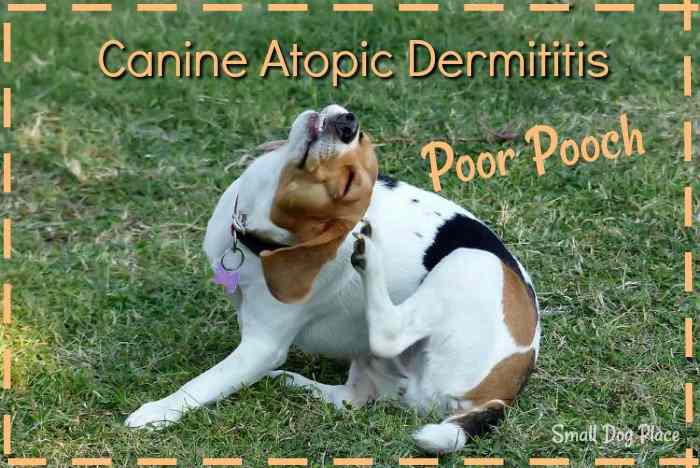 Canine Atopic Dermatitis:  11 Remarkable Remedies