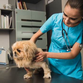 Canine Valley Fever Canine Valley Fever