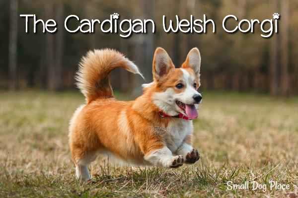 fluffy cardigan corgi