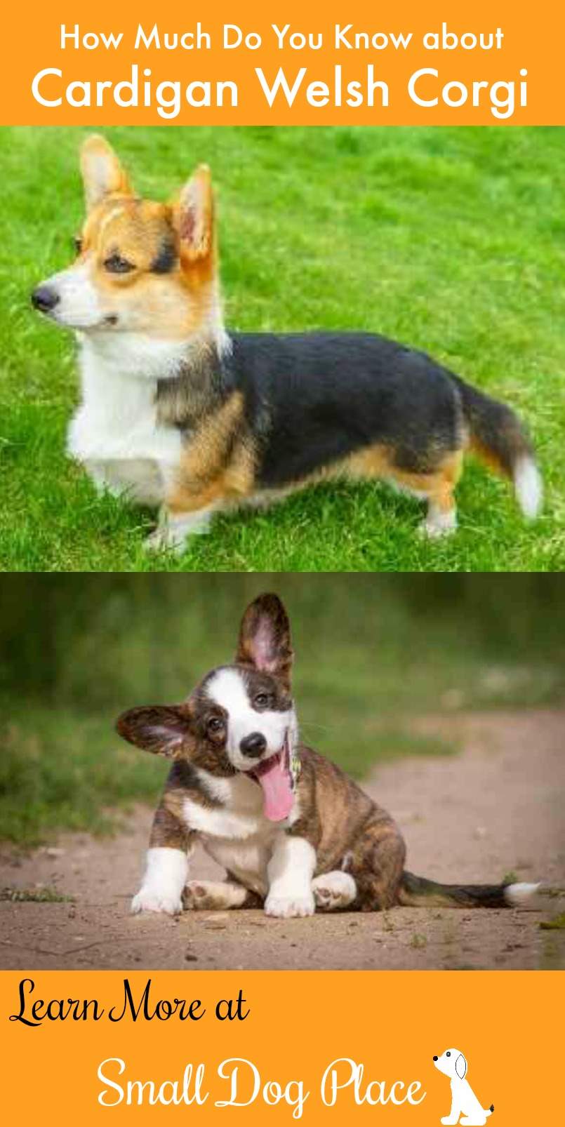 Cardigan Welsh Corgi: Complete Dog Breed Profile and ...