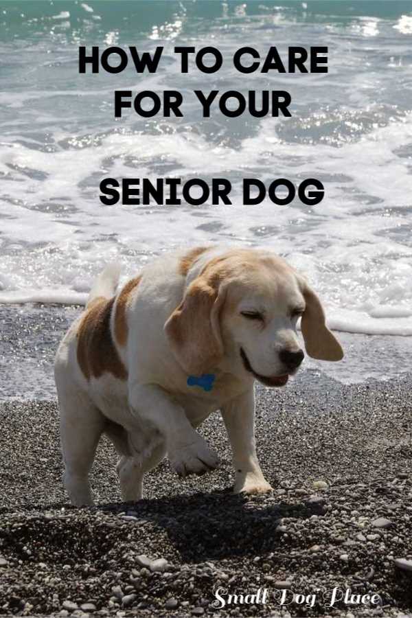 An old dog is walking on a beach:  How to Care for a Senior Dog Pin