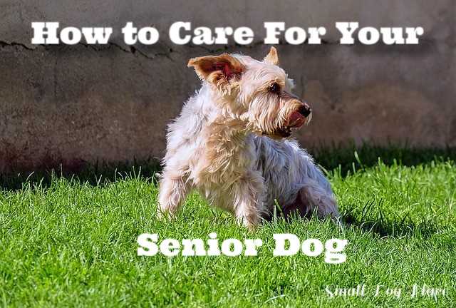 An old Yorkshire Terrier is sitting in the grass looking towards the right.