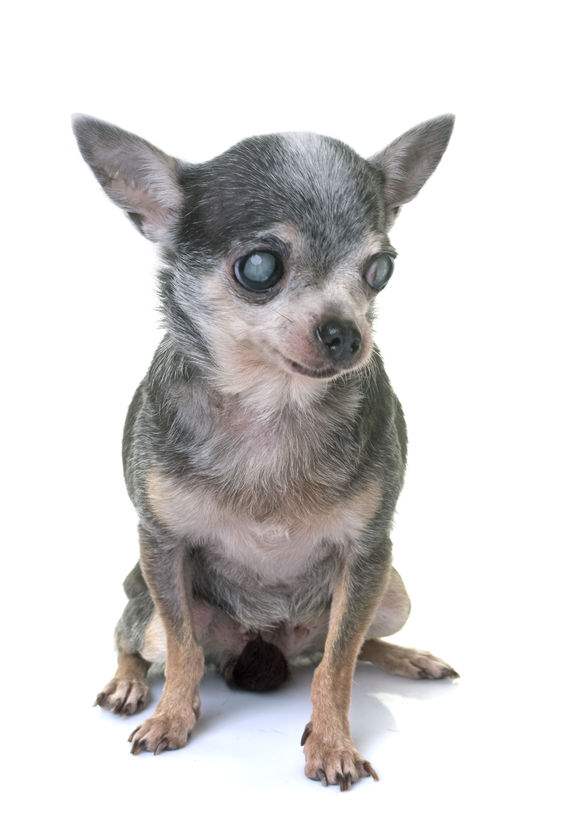 A Small Chihuahua with cataracts in both eyes.