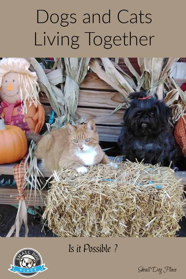 A dog and cat in front of an Autumn sceen A dog and cat in front of an Autumn sceen