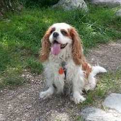 Cavalier King Charles Spaniel
