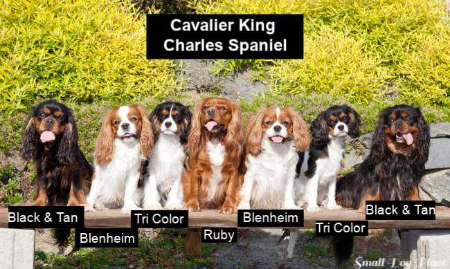 different colors of cavalier king charles